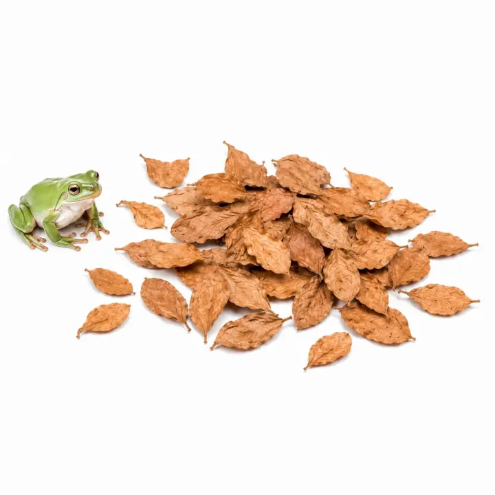 Dwarf Frog Mini Catappa Leaves — 50-Pack Leaf Litter for Vivaria